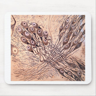 Cajals Neurons 1 Musmatta