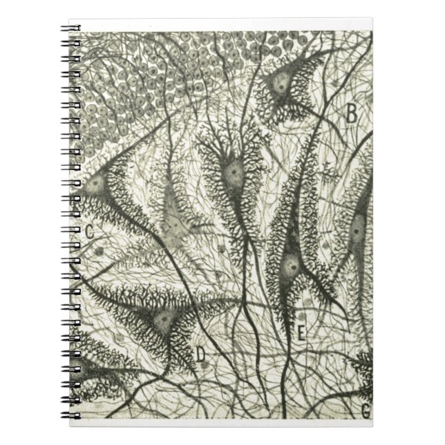 Cajals Neurons 4 Anteckningsbok Med Spiral (Framsidan)