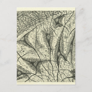 Cajals Neurons 4 Vykort