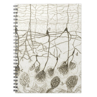Cajals Neurons 8 Anteckningsbok Med Spiral