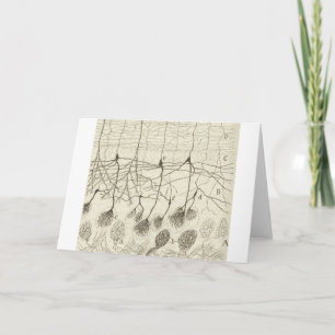 Cajals Neurons 8 Kort
