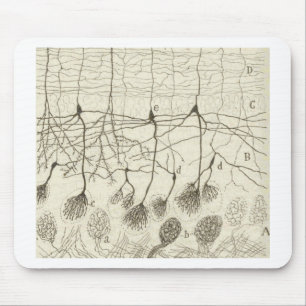 Cajals Neurons 8 Musmatta