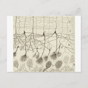 Cajals Neurons 8 Vykort