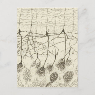 Cajals Neurons 8 Vykort