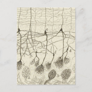 Cajals Neurons 8 Vykort