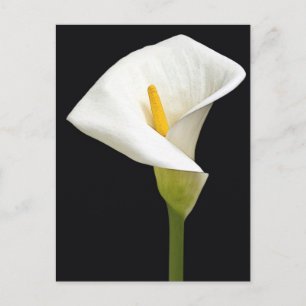 Cala Lillies Vykort