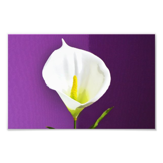 Cala Lily-blomma Fototryck (Framsidan)