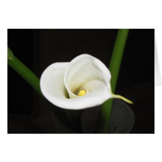 Cala Lily Card OBS Kort (Framsidan Horizontal)
