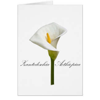 Cala Lily Hälsningskort
