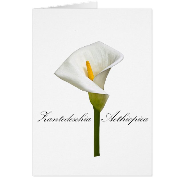 Cala Lily Hälsningskort (Framsidan)