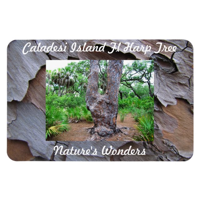 Caladesi Island Fl Harp Träd Premium Flexi Magnet (Horisontell)