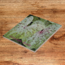 Caladium Bicolor Löv Blommigt