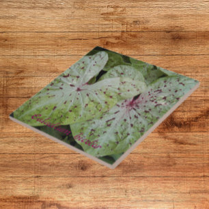 Caladium Bicolor Löv Blommigt Kakelplatta