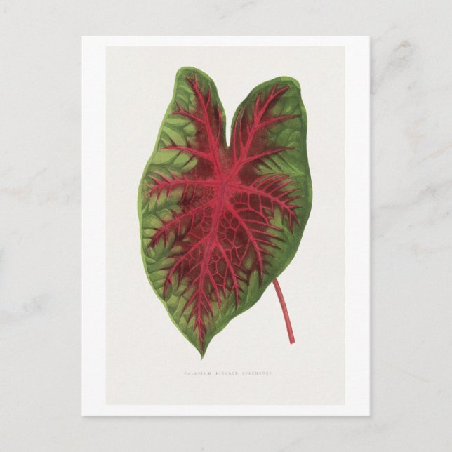 Caladium bicolor splendens bladillustration.  vykort (Framsida)