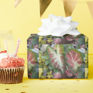 Caladium Garden Gardeners Delight Design Presentpapper