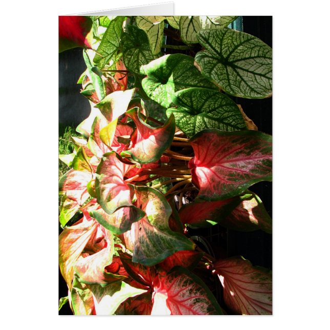 CALADIUM HÄLSNINGSKORT (Framsidan)