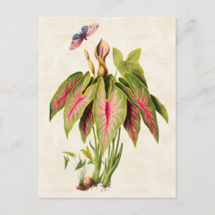 Caladium Vintage Botanical Vykort