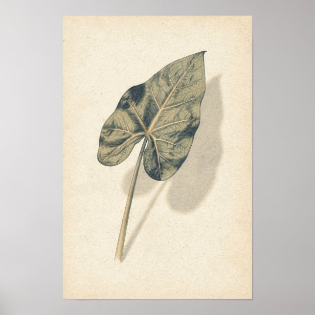 Caladiumblad Botanisk Studieaffisch Poster (Framsidan)