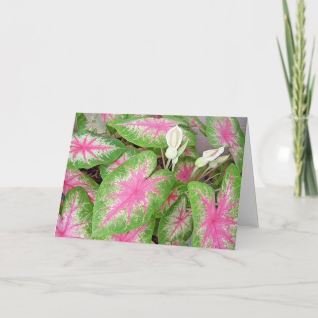 Caladiums Kort (Framsida)
