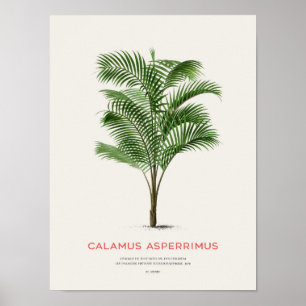 Calamus Asperrimus - Handflatan Träd Poster