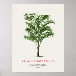 Calamus Asperrimus - Handflatan Träd Poster