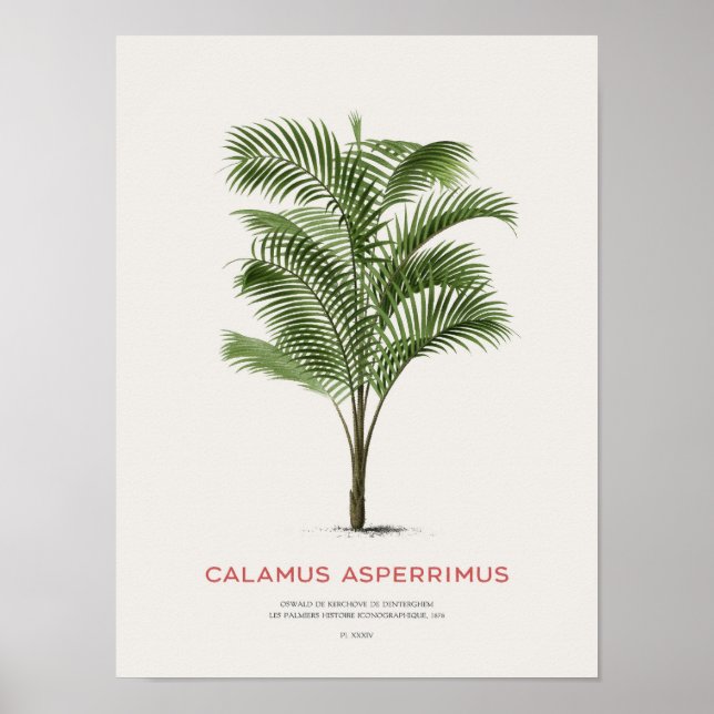 Calamus Asperrimus - Handflatan Träd Poster (Framsidan)