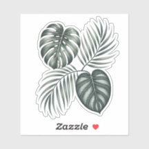 Calathea-blad