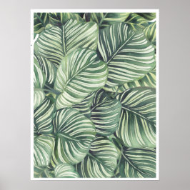 Calathea Orbifolia Watercolor ilustration Poster