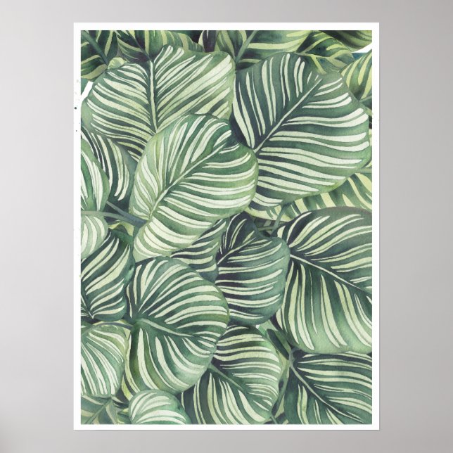 Calathea Orbifolia Watercolor ilustration Poster (Framsidan)