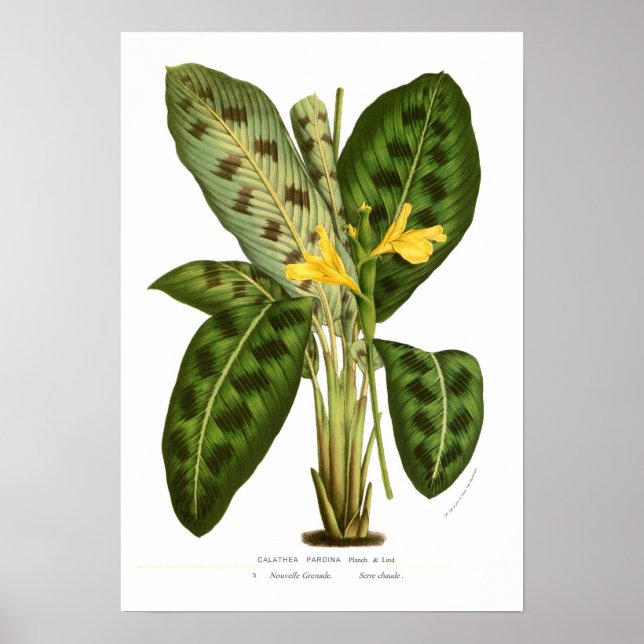 Calathea pardina poster (Framsidan)