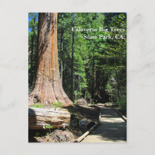 Calaveras Big Trees State Park, CA. Vykort