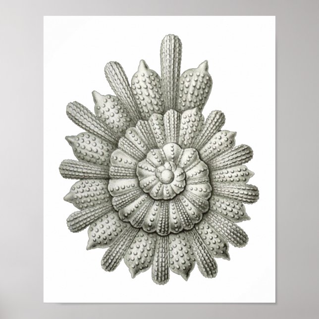 Calcarina clavigera Ernst Haeckel Fine Art Poster (Framsidan)