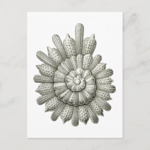 Calcarina clavigera Ernst Haeckel Finkonst Vykort