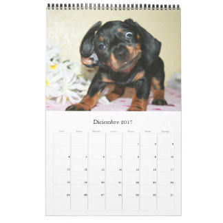 Calendario 2017 Puppy Dachshunds Kalender