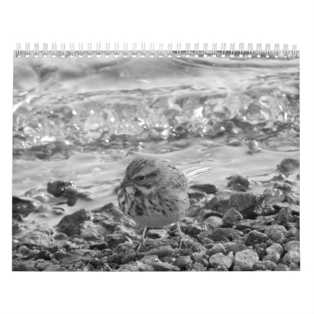 Calendario lurar fotos de pájaros en blanco kalender (Omslag)