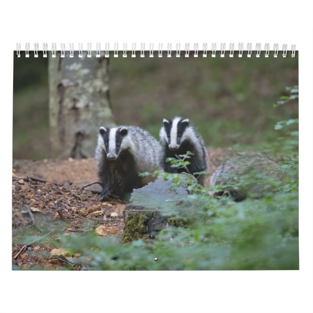 Calendrier Animaux de la forêt Kalender (Omslag)