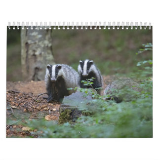 Calendrier Blaireaux Calendar Badgers Forêt Forest Kalender