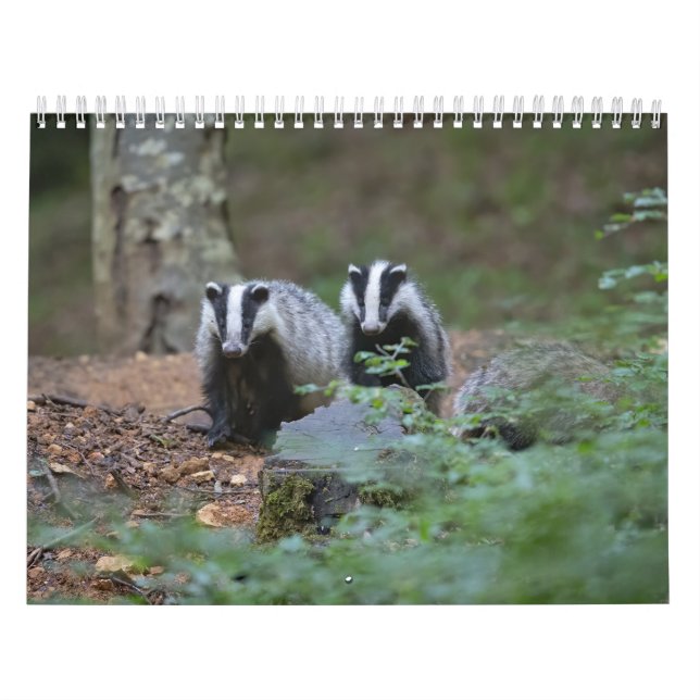 Calendrier Blaireaux Calendar Badgers Forêt Forest Kalender (Omslag)