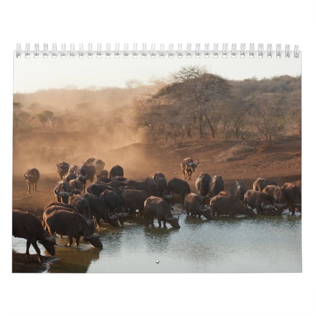 Calendrier Buffle Calendar Buffalo Animal Kalender (Omslag)