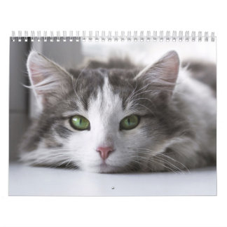 Calendrier Chat  Kalender