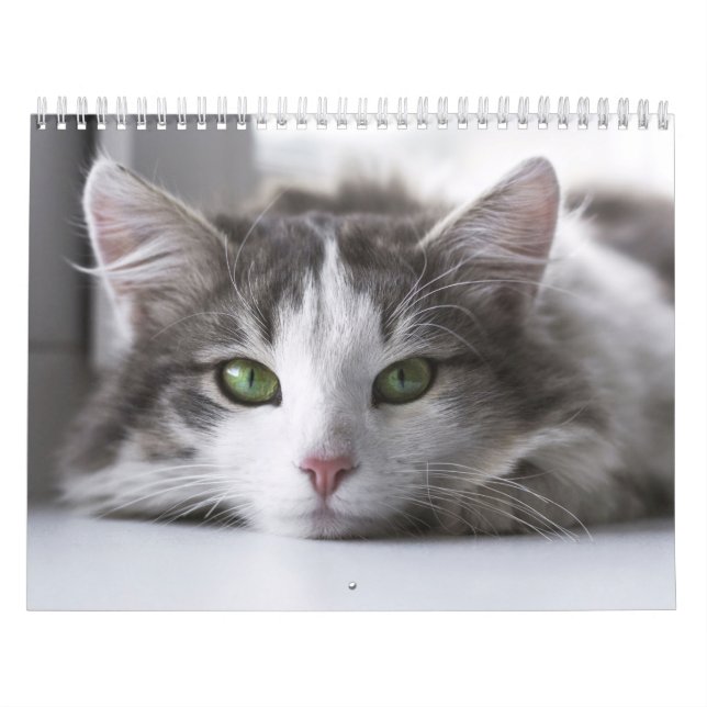Calendrier Chat  Kalender (Omslag)
