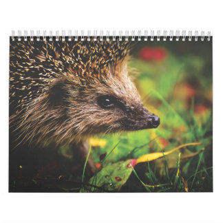 Calendrier Hérissons, Hedgehog Kalender