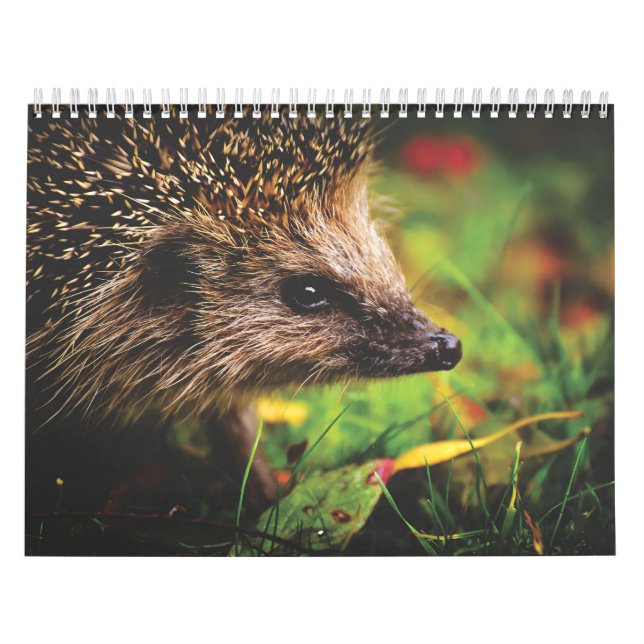 Calendrier Hérissons, Hedgehog Kalender (Omslag)