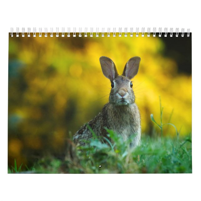 Calendrier Lièvre Lapin, Calendar Rabbit Hares Kalender (Omslag)