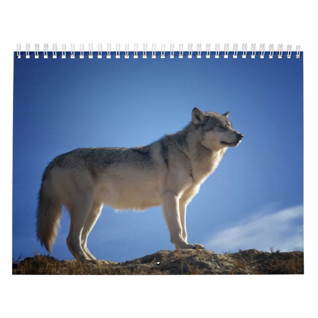 Calendrier Loup, Calendar Wolf Kalender (Omslag)