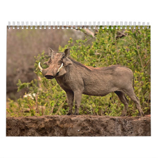 Calendrier Phacochère Calendar Warthog Kalender