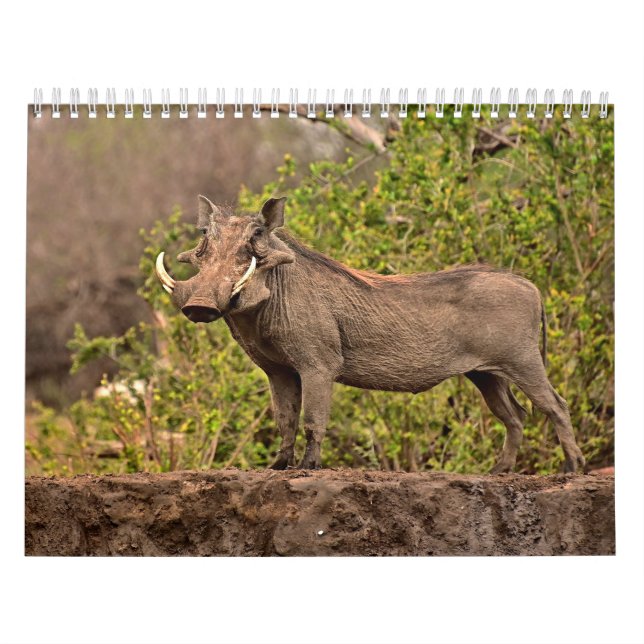 Calendrier Phacochère Calendar Warthog Kalender (Omslag)
