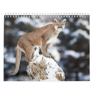 Calendrier Puma Calendar Cougar  Kalender