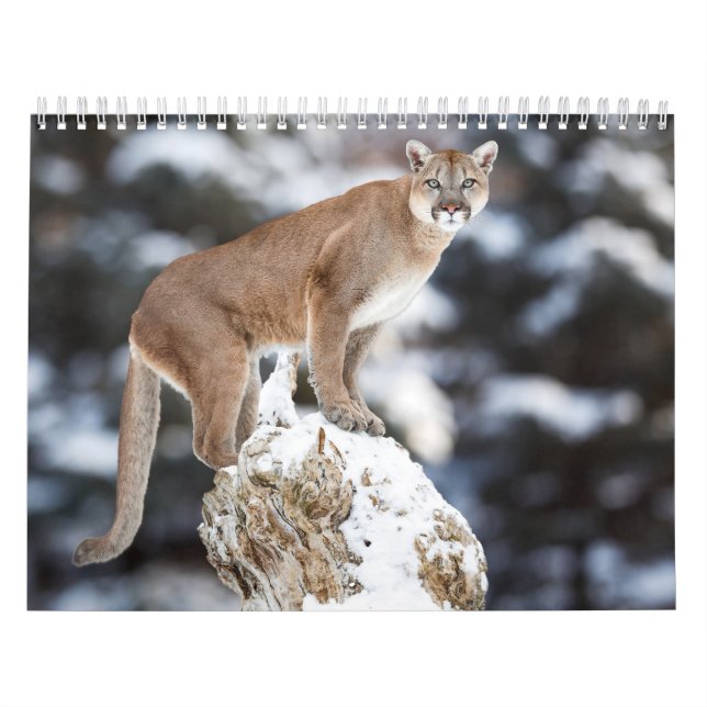 Calendrier Puma Calendar Cougar  Kalender (Omslag)