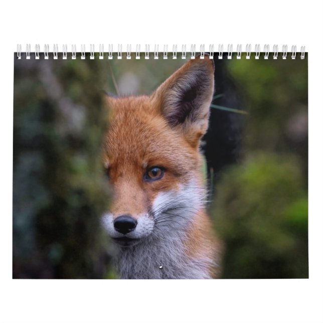 Calendrier Renard, Calendar Fox, Forest Forêt Kalender (Omslag)